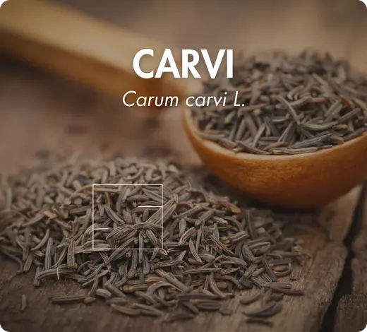 CARVI