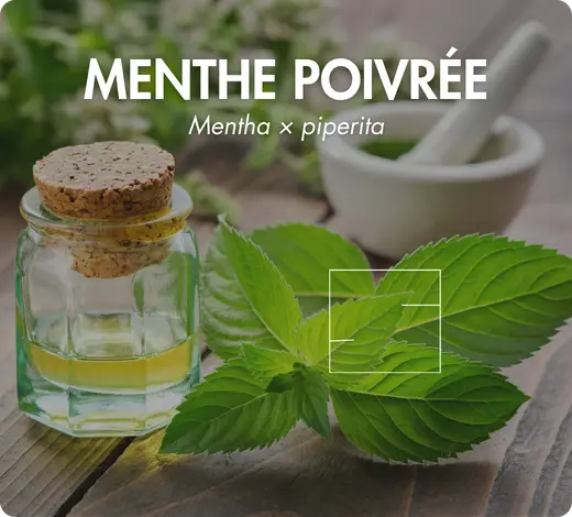 Menthe poivrée