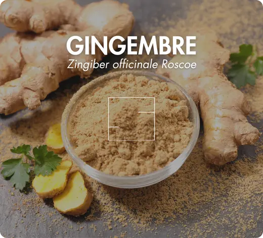 Gingembre