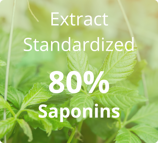Jiaogulan-Extrakt standardisiert auf 80 % Saponine – hoher Gehalt an natürlichen Wirkstoffen