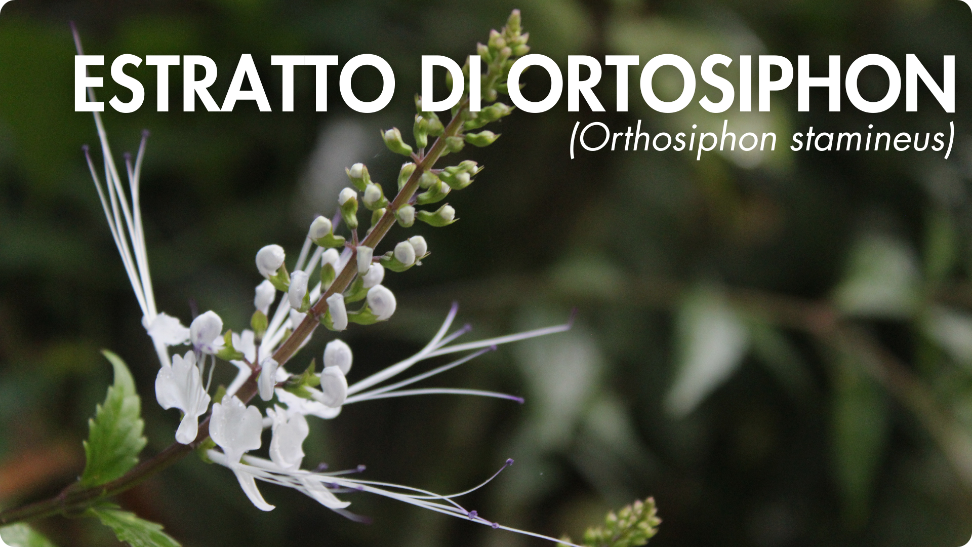 biodisponibilità ottimale coenzimata picolinato