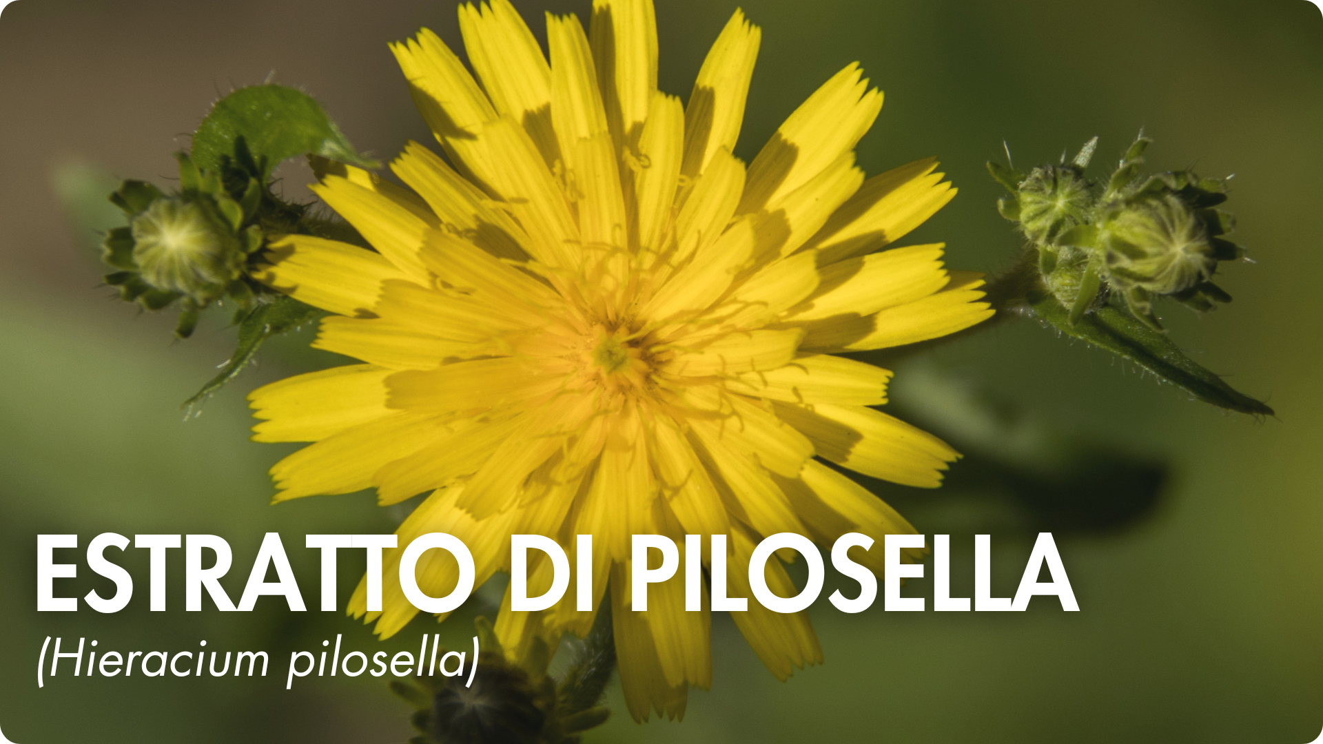 biodisponibilità ottimale coenzimata picolinato