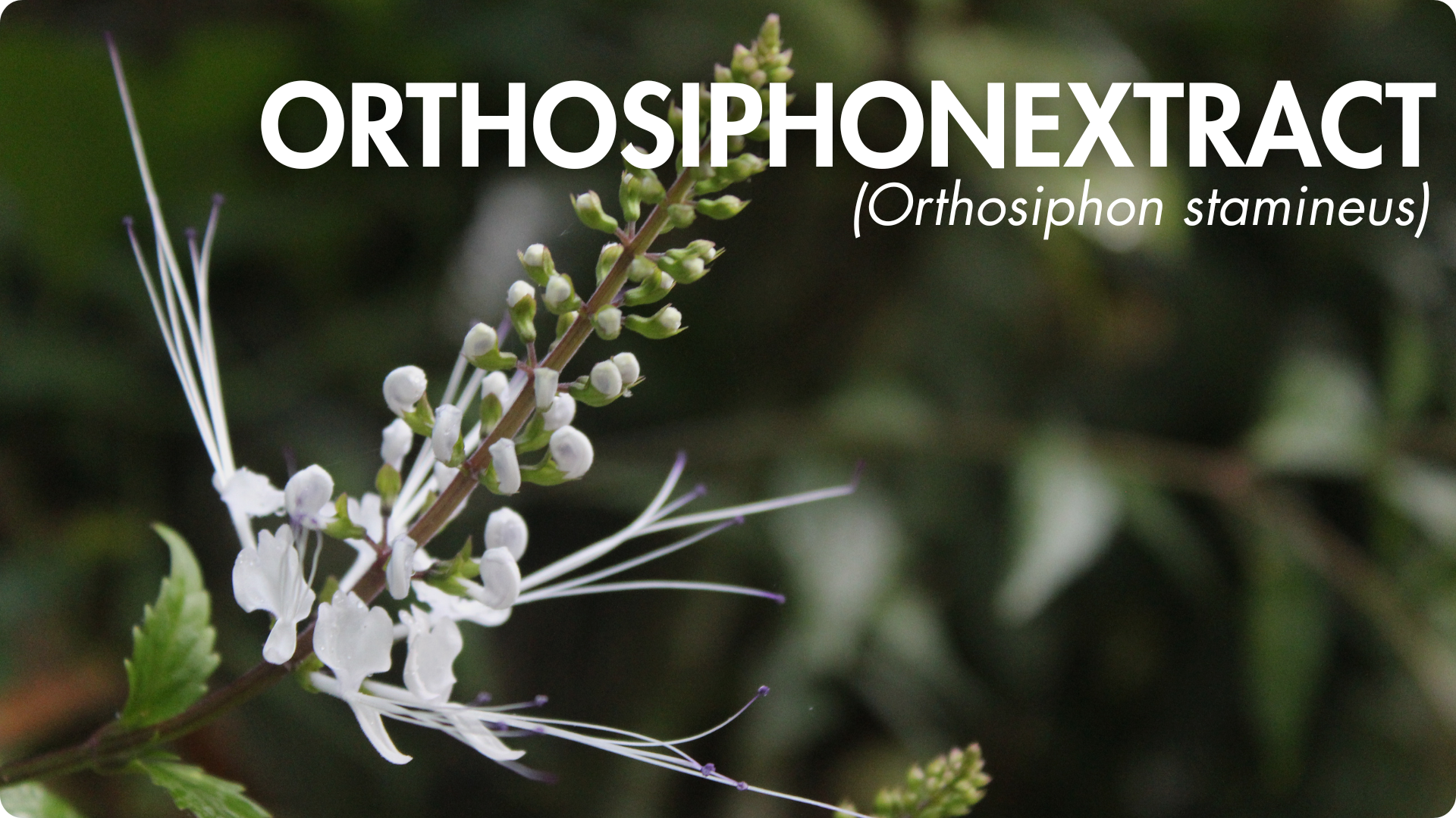 biodisponibilité optimale coenzymée picolinate