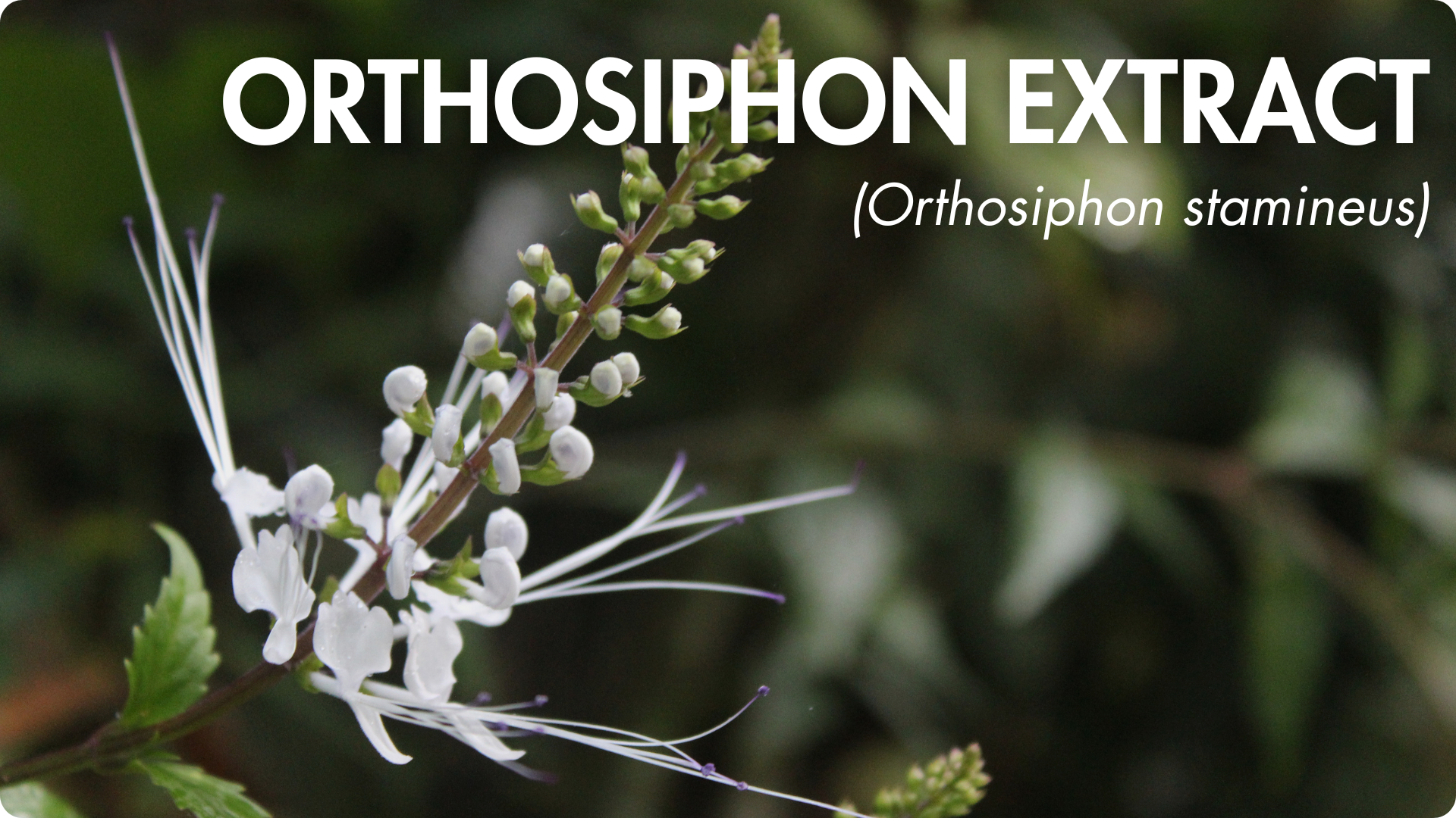 optimale koenzymierte Bioverfügbarkeit Picolinat