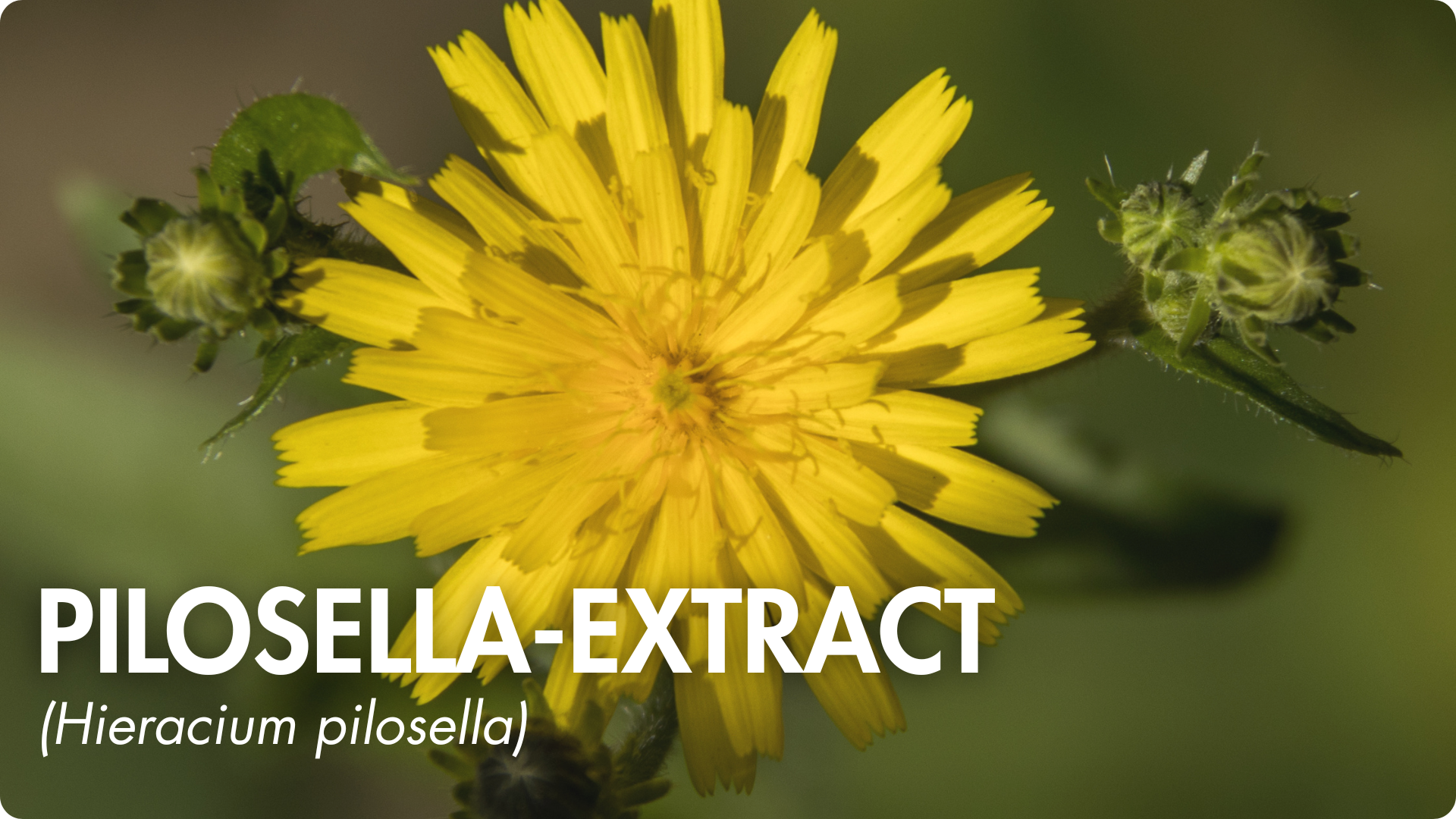 biodisponibilité optimale coenzymée picolinate