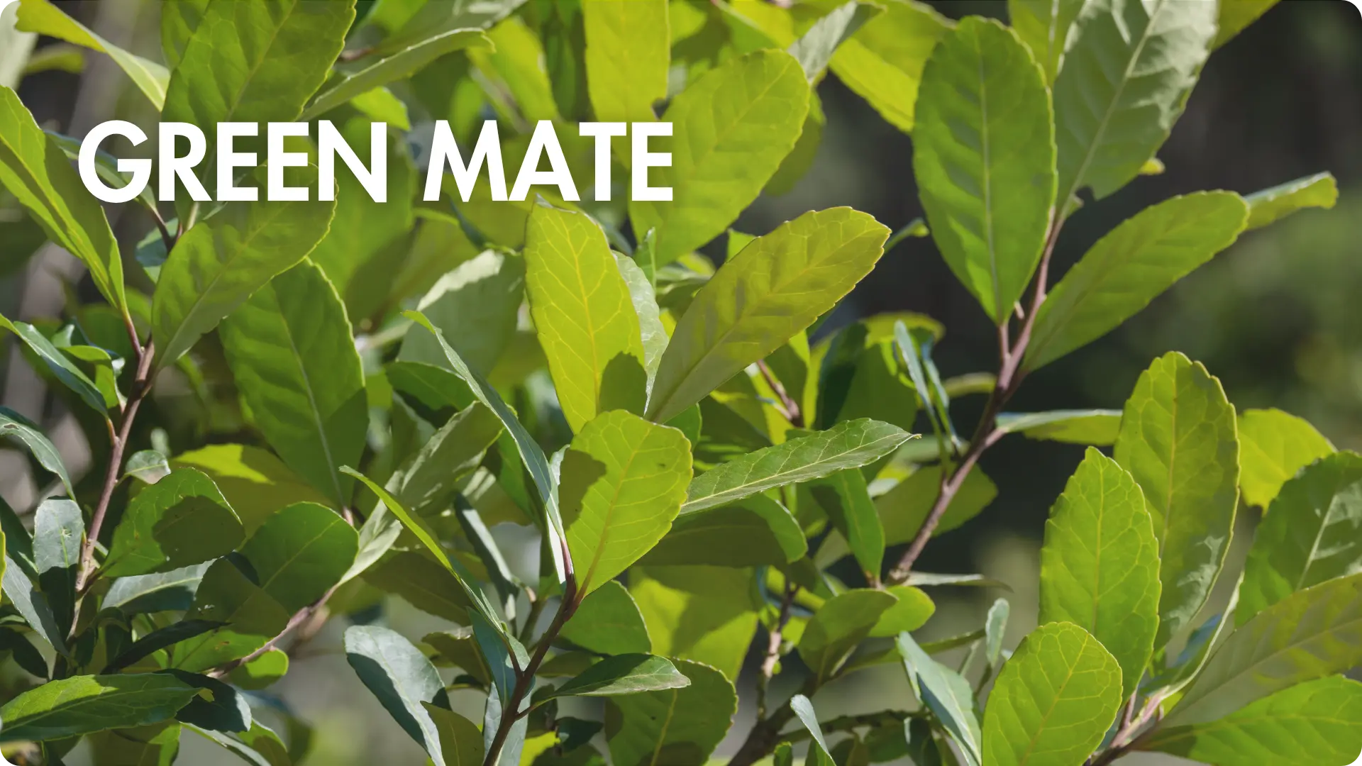 mate verde