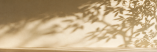 Jeu de lumière et d'ombres de feuillage sur un mur, ambiance douce et apaisante, visuel de clôture de l'article sur la vitamine D, Therascience