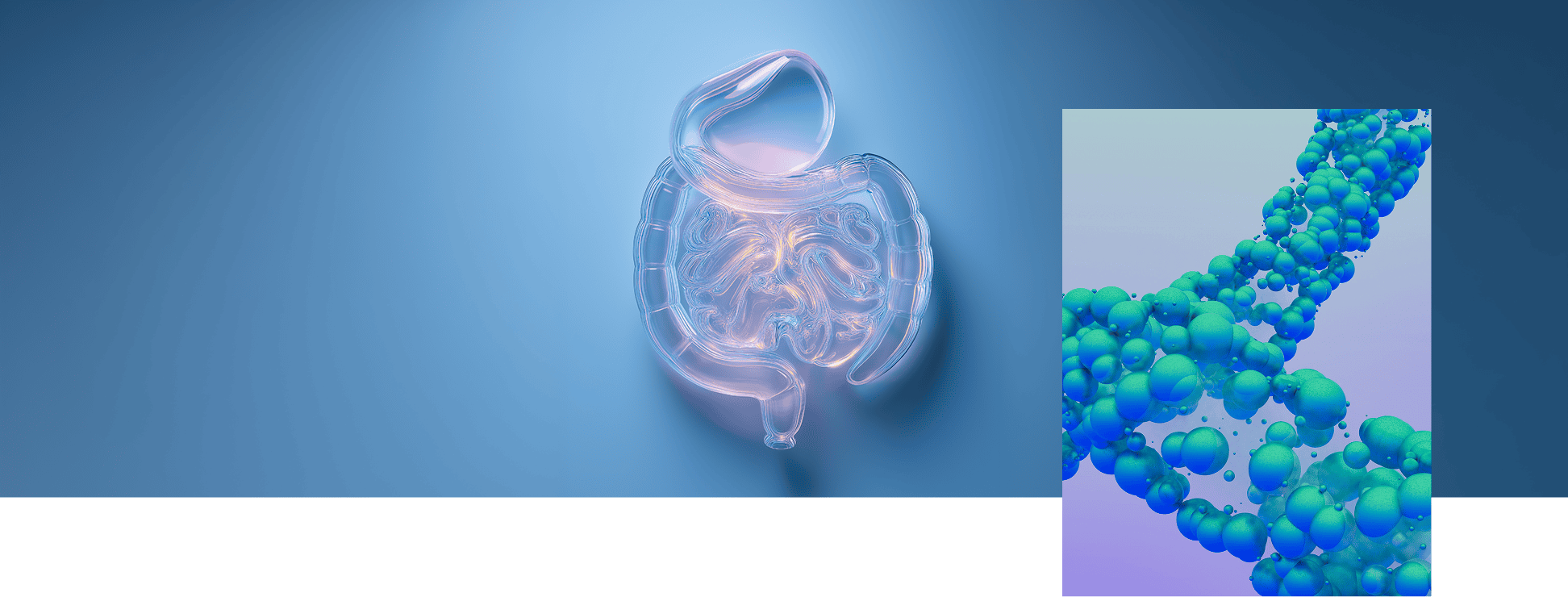 Le Colon et ses bactéries intestinales 