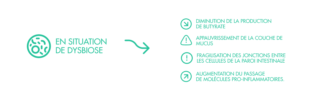 Données sur la diminution du butyrate et la fragilisation de la barrière intestinale en situation de dysbiose