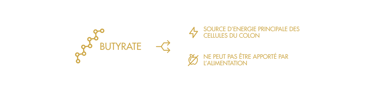 rôle du butyrate comme source d’énergie des cellules du côlon