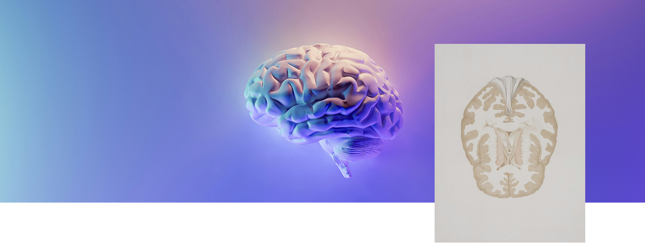 Représentation du cerveau illustrant le rôle des oméga-3 dans le fonctionnement cérébral
