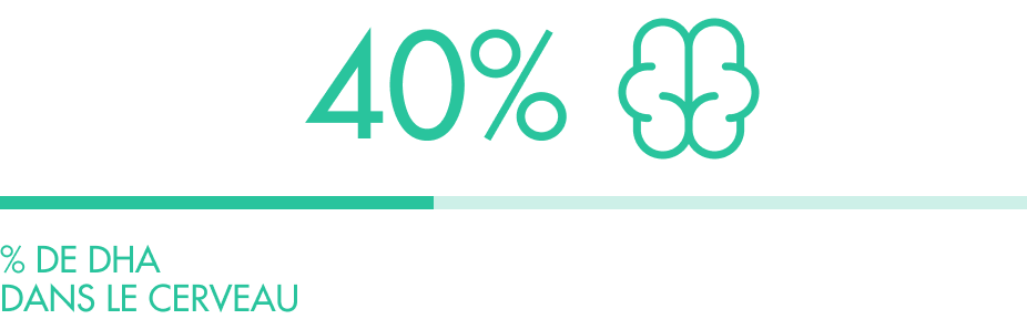 Infographie indiquant la proportion de DHA présente dans le cerveau humain