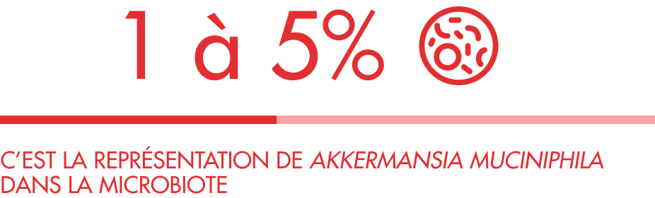 Infographie sur la proportion d’Akkermansia muciniphila présente dans le microbiote intestinal