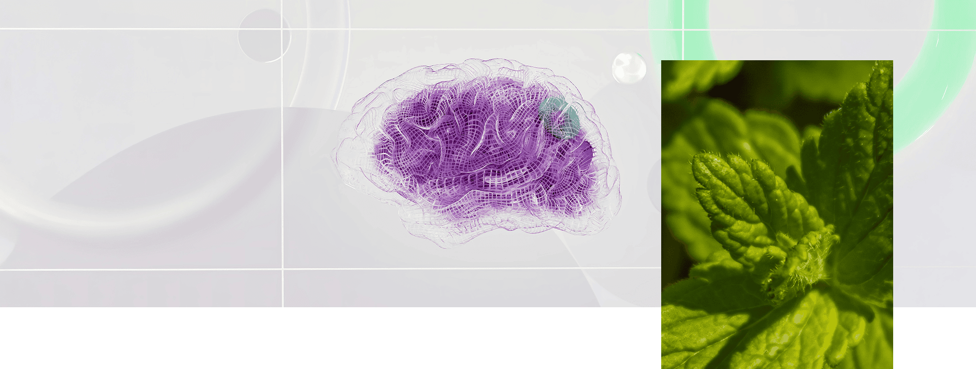Impact du Système GABA et plantes du sommeil sur le cerveau