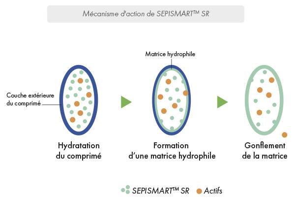 schema mécanisme d'action