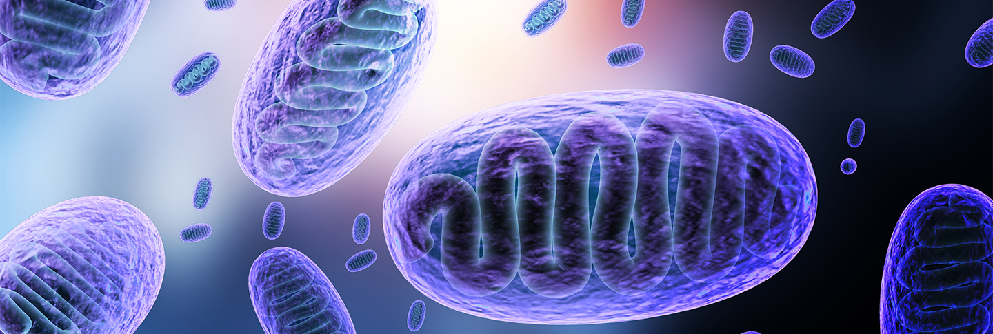 De mitochondriën, de krachtpatsers van onze cellen...