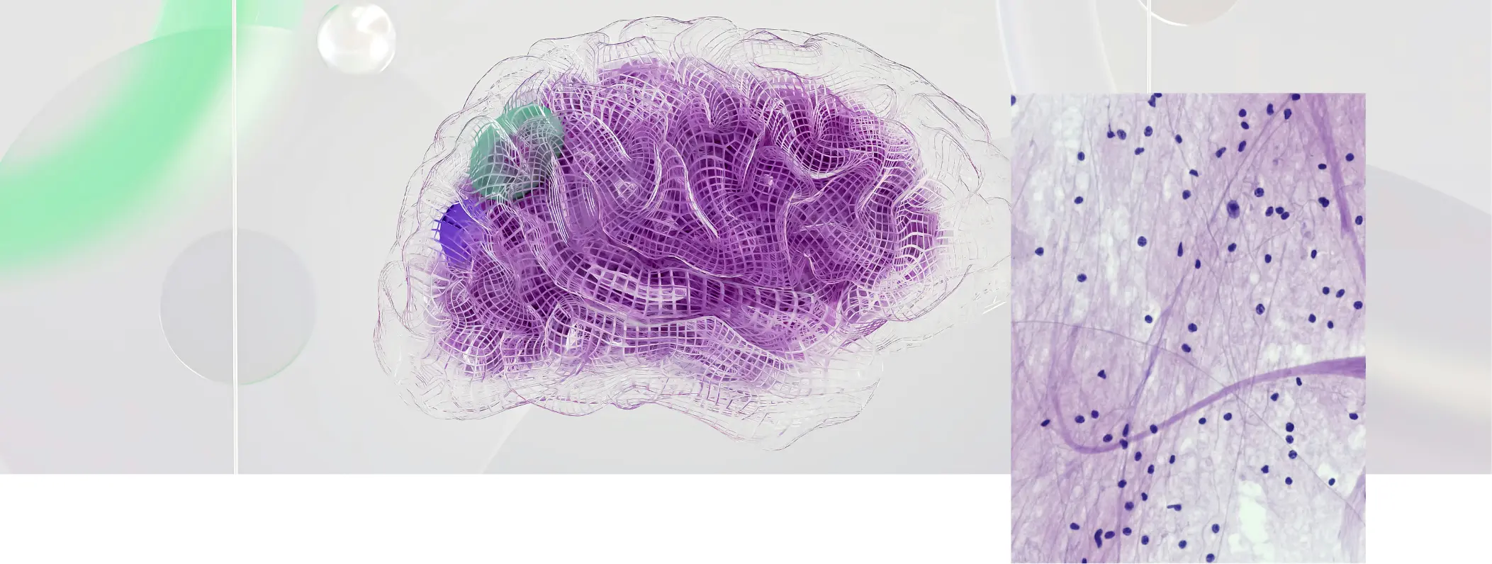 Modèle 3D du cerveau et neurones illustrant le rôle du DHA et de l'EPA dans la mémoire, la neuroplasticité et la transmission des signaux nerveux