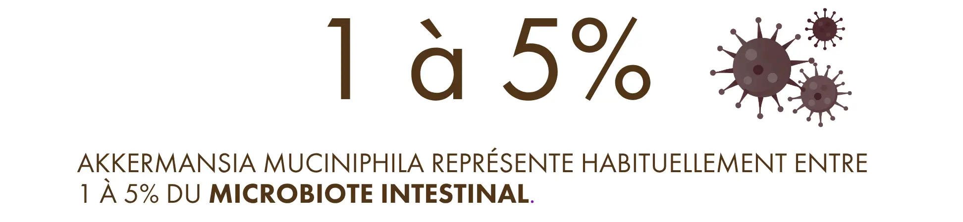Infographie : Akkermansia muciniphila représente habituellement entre 1 et 5 % du microbiote intestinal
