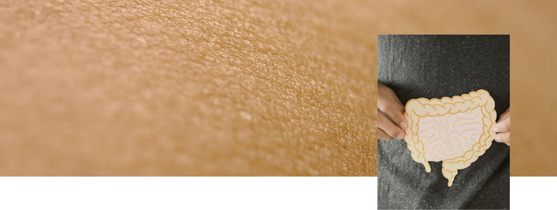 Mains tenant la silhouette d'un intestin, symbole de la production de butyrate par le microbiote