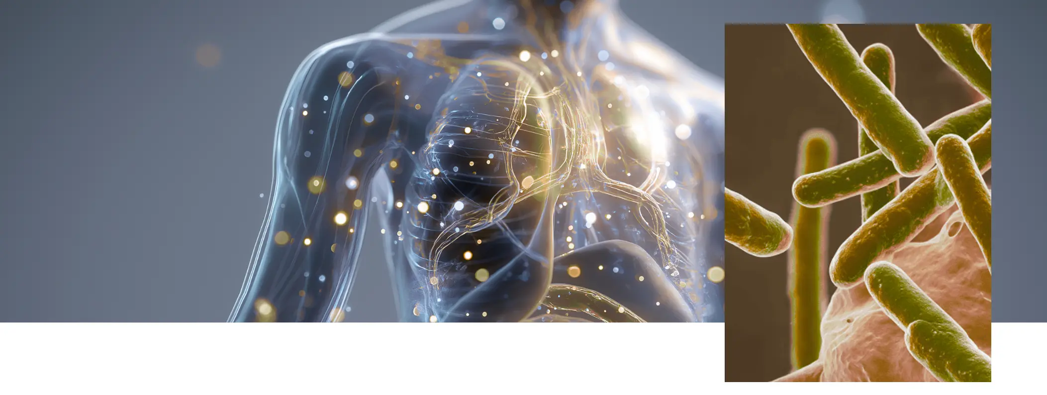 Silhouette du corps humain illustrant la communication entre microbiote intestinal, bactéries et système nerveux