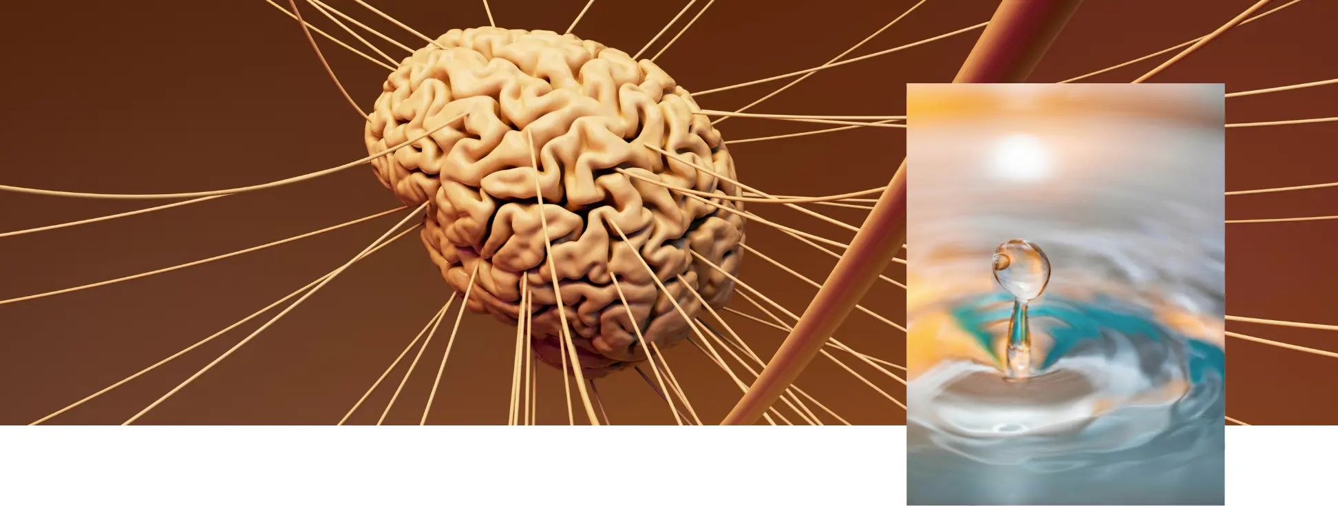 Cerveau connecté à de multiples fibres nerveuses et goutte d'eau créant des ondes, symbole de la signalisation cellulaire déclenchée par les résolvines et protectines