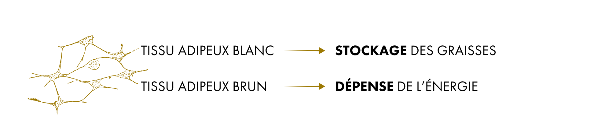 Infographie expliquant la différence entre tissu adipeux blanc spécialisé dans le stockage des graisses et tissu adipeux brun impliqué dans la dépense énergétique