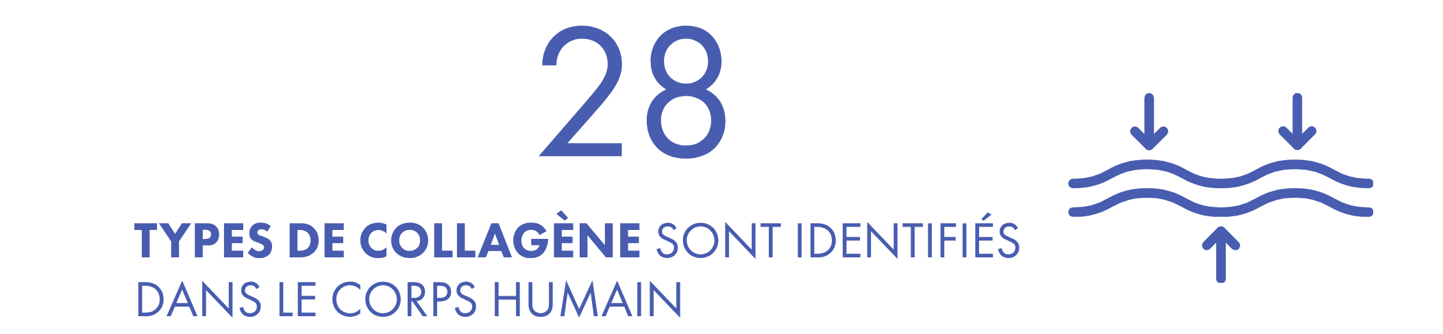 Infographie : 28 types de collagène identifiés dans le corps humaInfographie : 28 types de collagène identifiés dans le corps humain, Therasciencein, Therascience