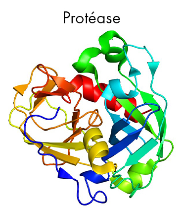 schéma Protéase