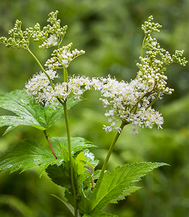 Reine des prés (Filipendula ulmaria)