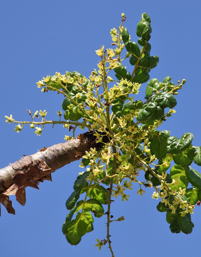 exemple Boswellia Serrata