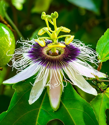 Passiflore : propriétés du fruit et de la fleur de la Passion.