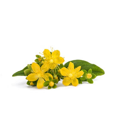 St John's wort