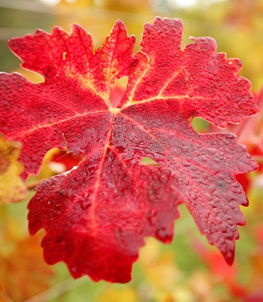 exemple vigne rouge