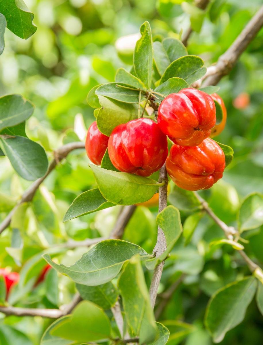 Acerola