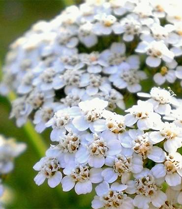 Vente de sommités fleuries achillée millefeuille bio