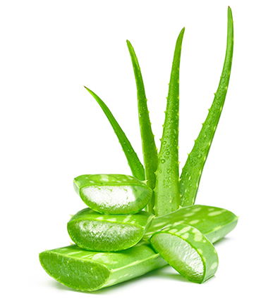 exemple Aloe vera