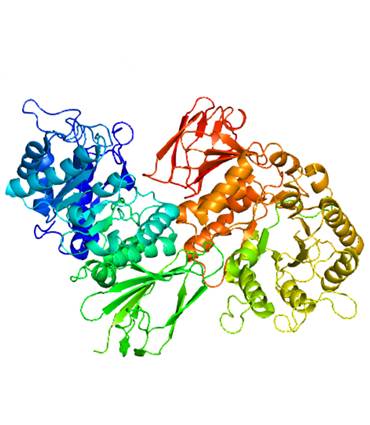 schéma Alpha-galactosidase