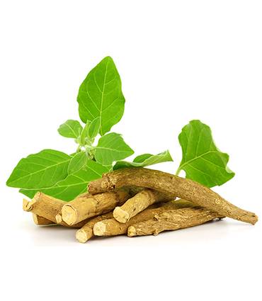 Ashwagandha - Plants and fungi - Our active ingredients - Therascience