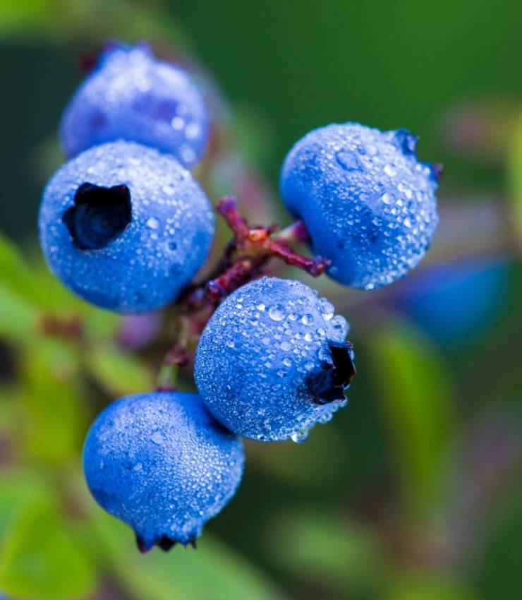 Cornflower - Plants and fungi - Our active ingredients - Therascience