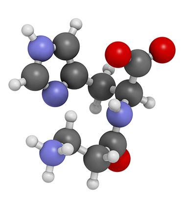 schéma Carnosine