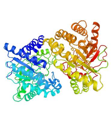 schéma Cellulase