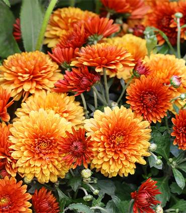 exemple Chrysantellum