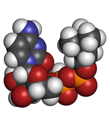 schéma Citicoline