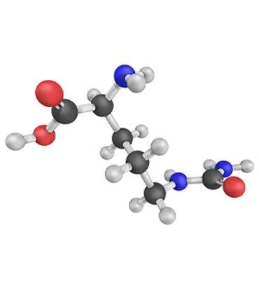 schéma Citrulline