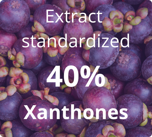 Mangosteen extract standardized to 40% xanthones – high content of natural active ingredients