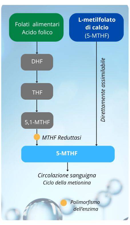 Integratore alimentare a base di Vitamina B9 nella forma più biodisponibile