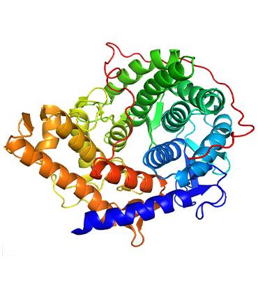 schéma Glucoamylase