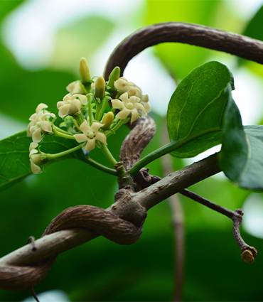 exemple Gymnema sylvestre