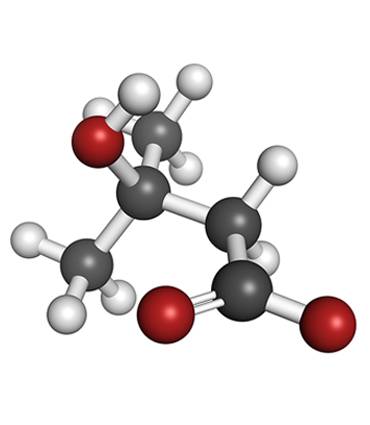 Charbon végétal (Carbone vegetale) - Therascience