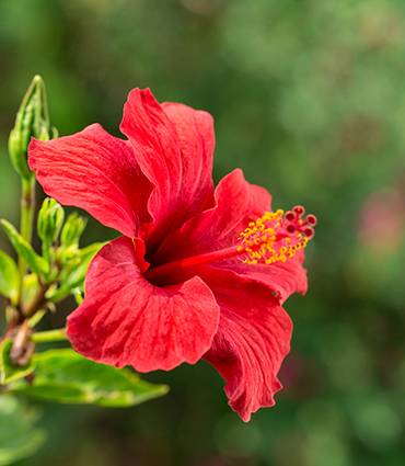 exemple Hibiscus